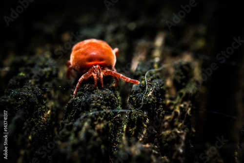 Red velvet mite photo