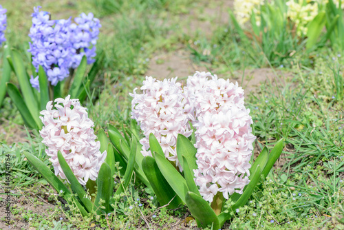 Pink hyacinths closeup photo