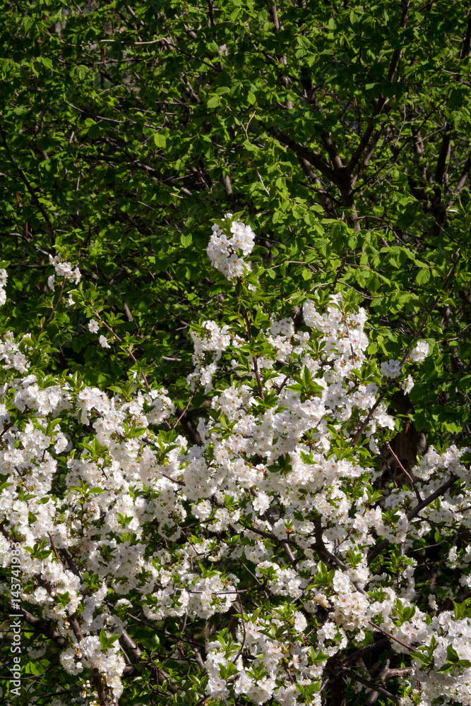 Close up of cherry tree in full bloom, white blossoms and hazelnut tree Close up of cherry tree in full bloom, white blossoms and hazelnut tree