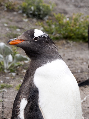 Portrait of Gentoo penguin, Pygoscelis Papua, Sea Lion Island, Falklands / Malvinas