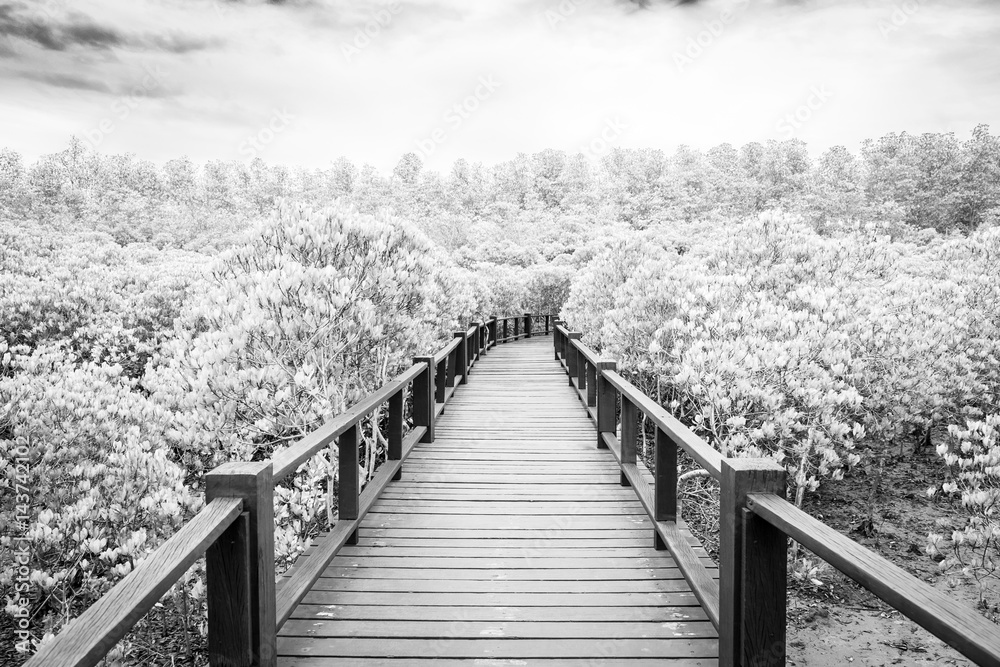 Naklejka premium Black and white tone of Wood boardwalk between Mangrove forest and blue sky ,Study natural trails