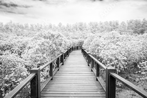 Black and white tone of Wood boardwalk between Mangrove forest and blue sky ,Study natural trails