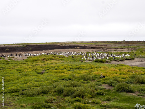 nesting colonies of Gentoo penguin, Pygoscelis Papua, Sea Lion Island, Falkland / Malvinas photo