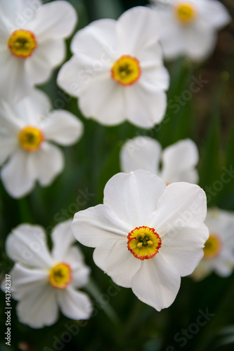 White flowered daffodils in spring