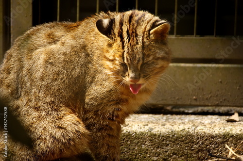 舌を出すツシマヤマネコ photo