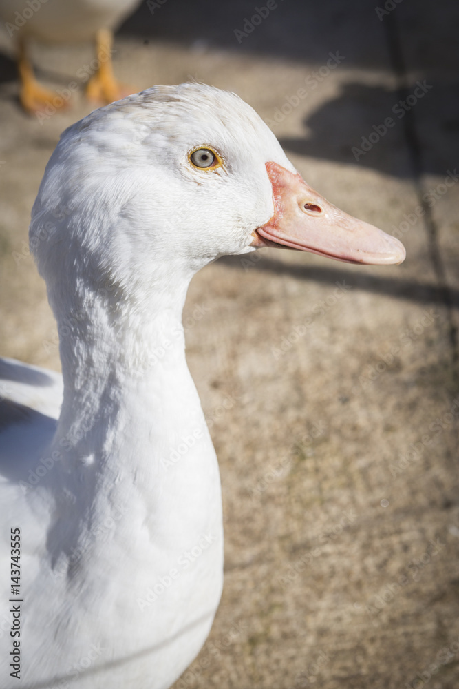 Domestic duck, domestic white ducks, naturally fed ducks Domestic duck, domestic white ducks, naturally fed ducks