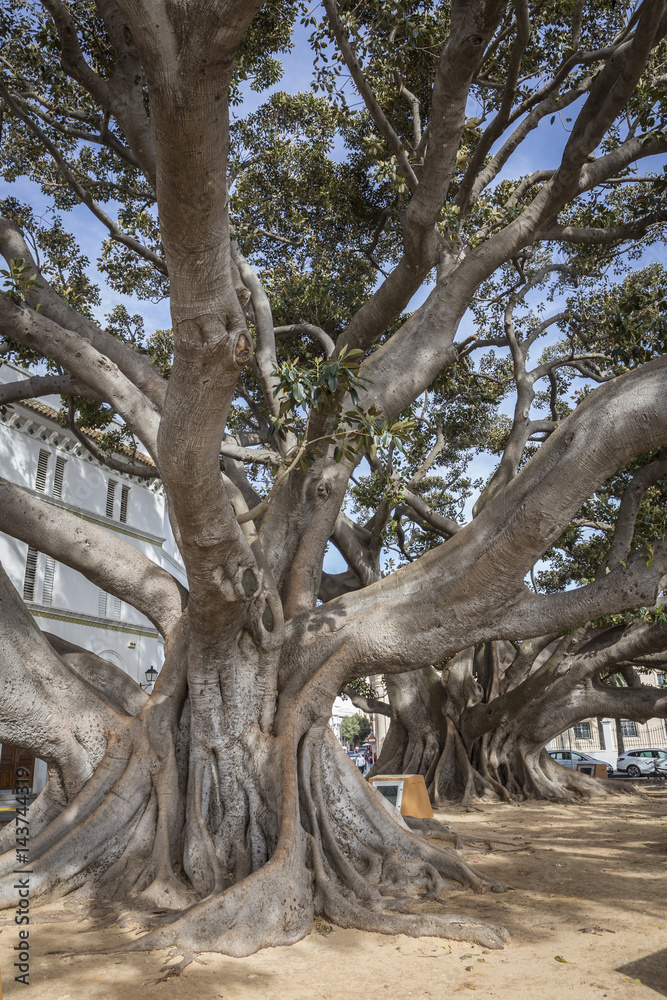 Fototapeta premium Giant Rubber Tree 