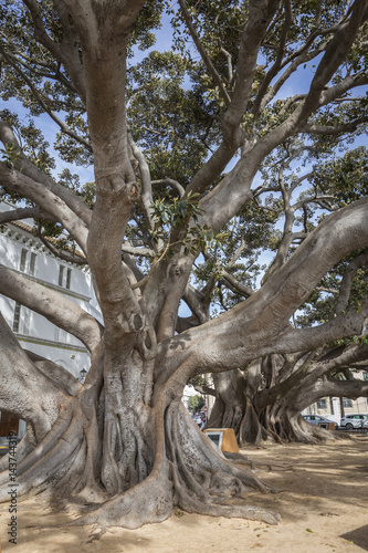 Giant Rubber Tree "ficus macrophylla" aged more than one hundred years near the Beach "Playa De La Caleta", Cadiz, Andalusia, Spain