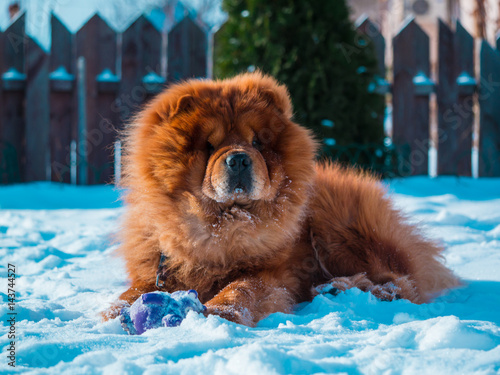 Red chow chow dog in the garden, winter and white snow.