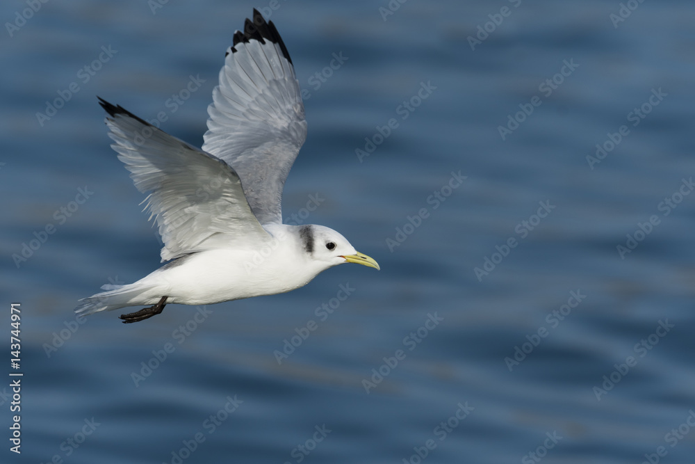 ミツユビカモメ(Black-legged kittiwake)