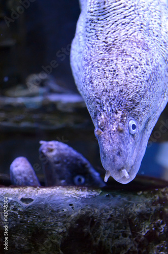 Morays in the aquarium © Tatiana Nikitina