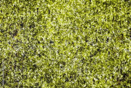 Backlighted Japanese or Chinese dried seaweed nori sheet background. Asian food.