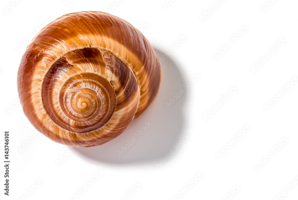 Single snail shell, escargot de Bourgogne, with shadow, isolated on white background Single snail shell, escargot de Bourgogne, with shadow, isolated on white background