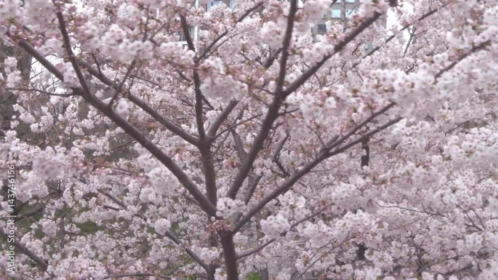 Cheery blossoms, sakura, are resisting high winds Cheery blossoms, sakura, are resisting high winds