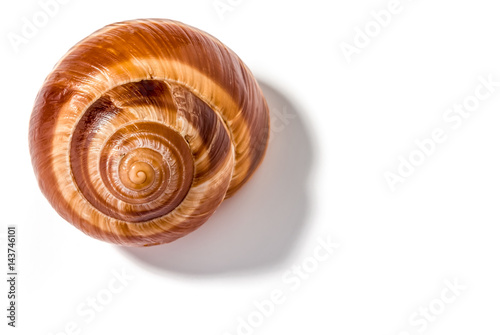 Single snail shell, escargot de Bourgogne, with shadow, isolated on white background