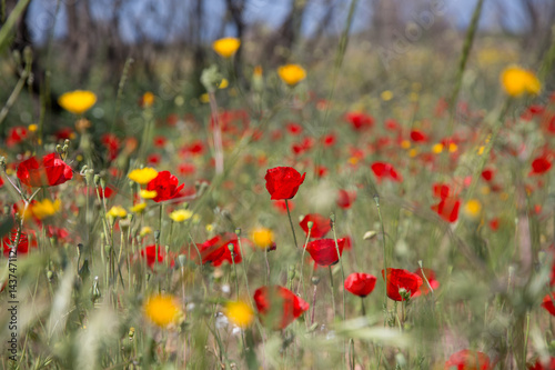 Red poppies in the wild field on spring. Background with the poppy flowers.