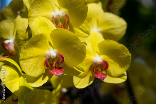 Farland orchid photo