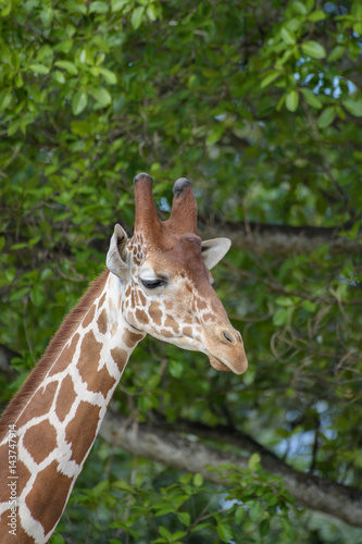 Giraffe © Christopher