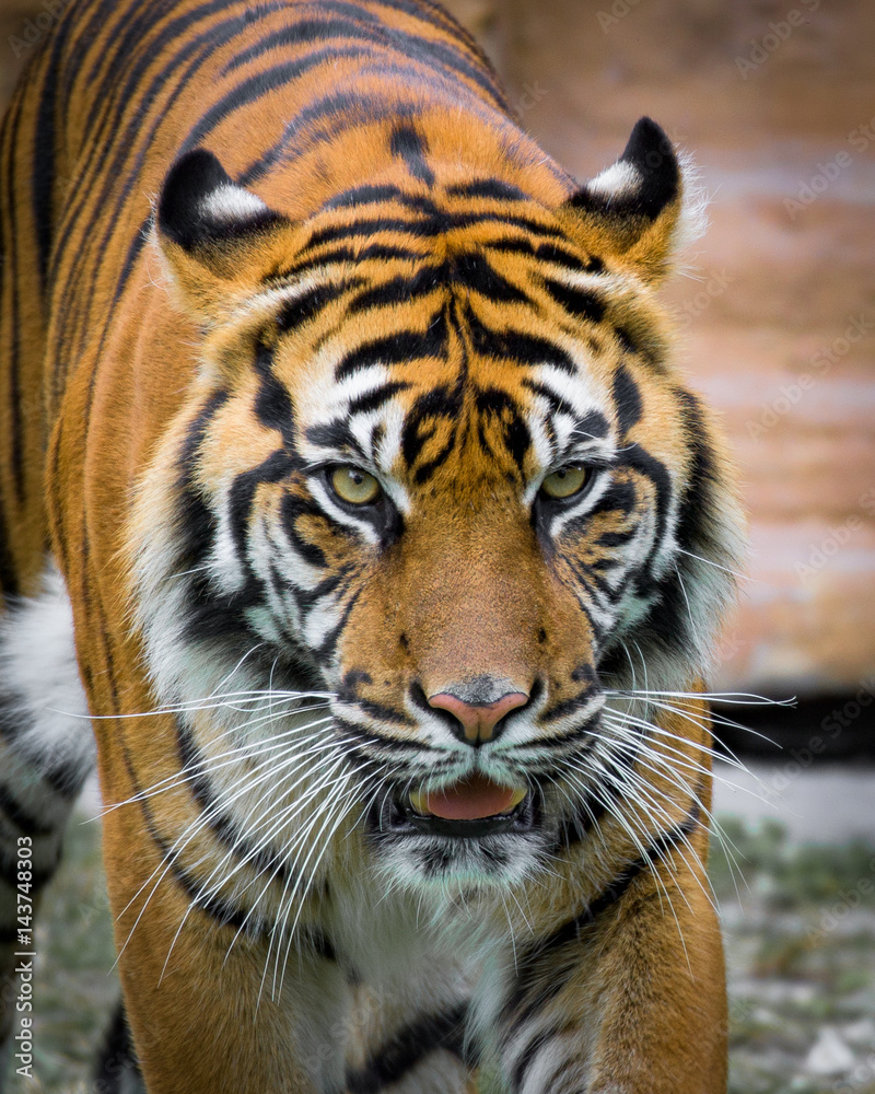 Naklejka premium Tiger