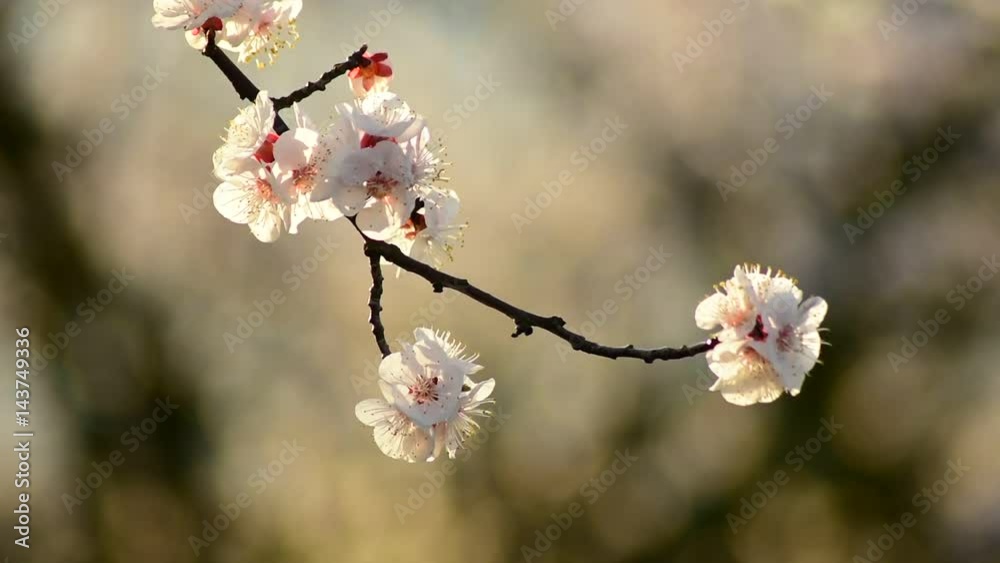 Fruit tree in flower