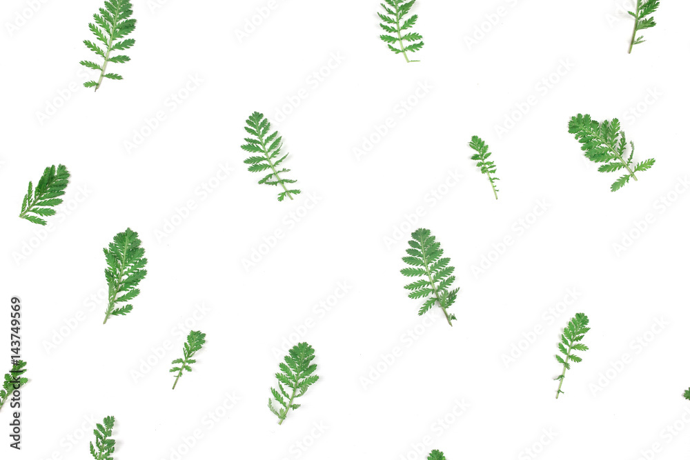 Green leaves pattern on white background. Flat lay Green leaves pattern on white background. Flat lay