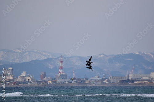 函館の街をバックに飛翔するコクガン