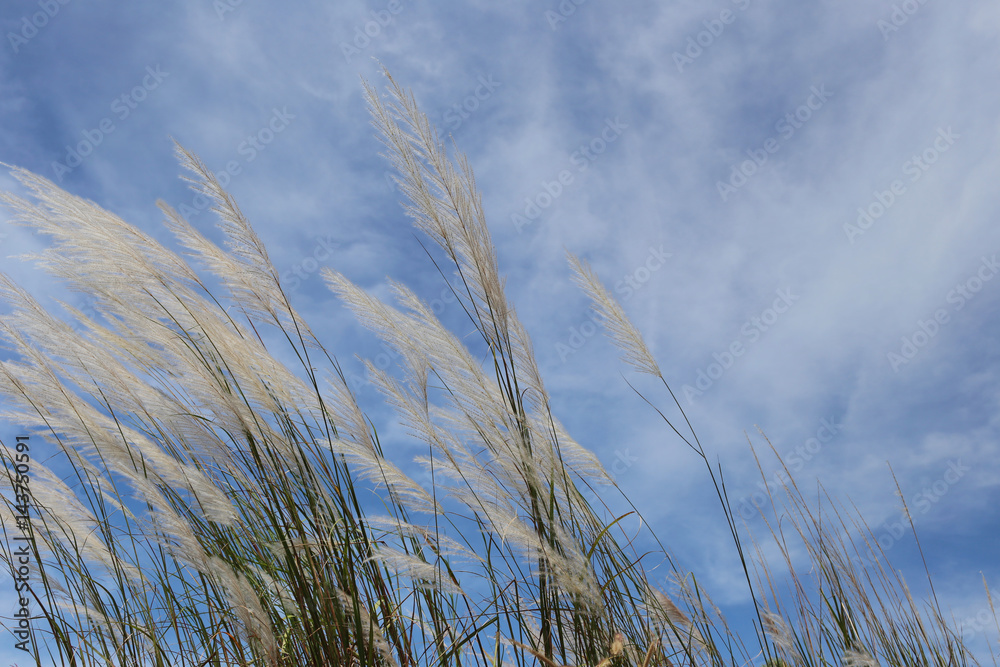 Fototapeta premium Grass flowers are waver by the wind.