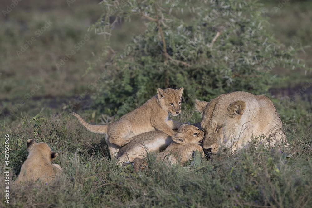 Lion Lion