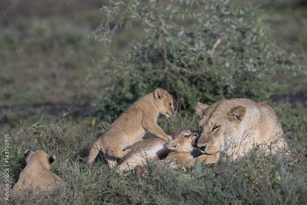 Lion Lion