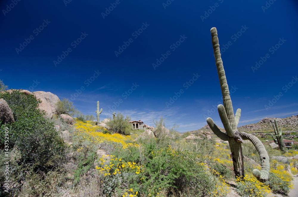 Awkward shape of a Saguaro near Pinnacle Peak trail Awkward shape of a Saguaro near Pinnacle Peak trail