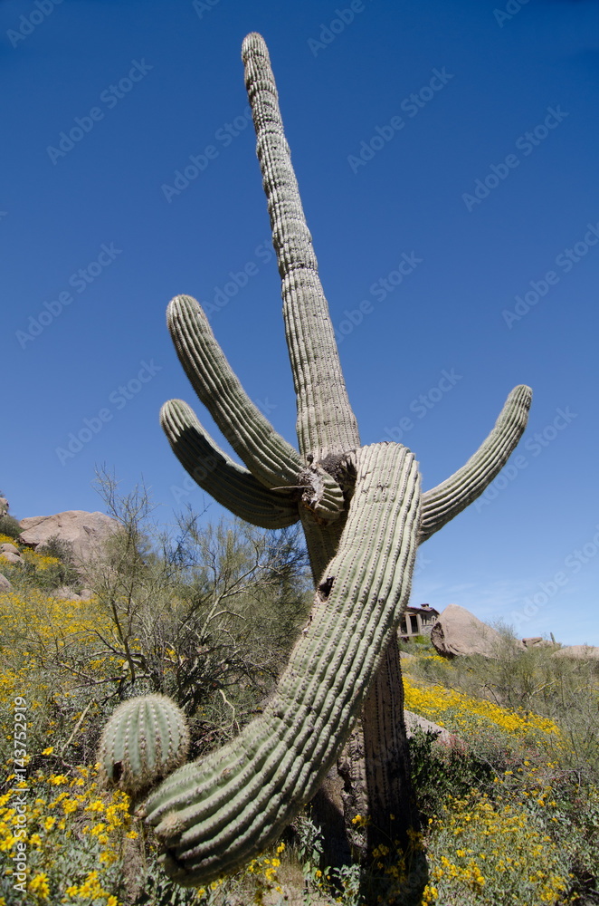 Impressive Saguaro on Pinnacle Peak park trail Impressive Saguaro on Pinnacle Peak park trail