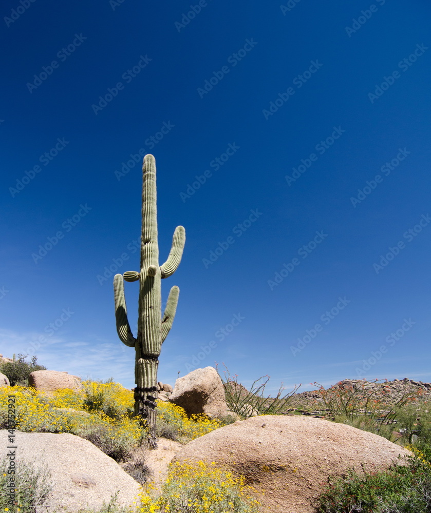 Impressive Saguaro on Pinnacle Peak park trail