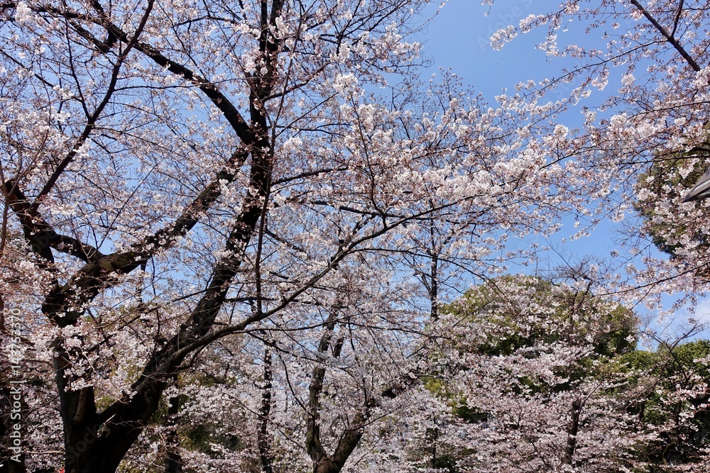 上野公園の桜 上野公園の桜