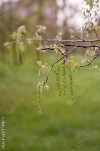 Trees and buds on the branches of flowers