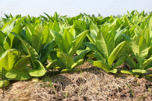 Tobacco plantation in Thailand