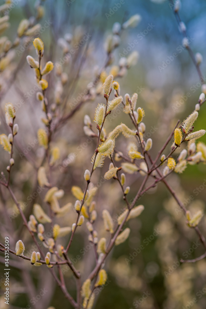 Trees and buds on the branches of flowers Trees and buds on the branches of flowers