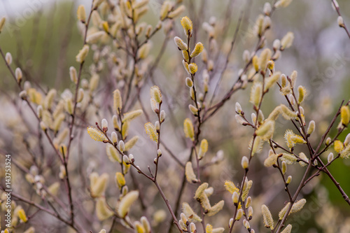 Trees and buds on the branches of flowers