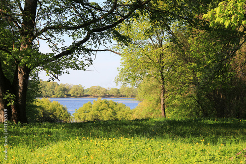 A flower meadow in the forest on a summer sunny day by the lake