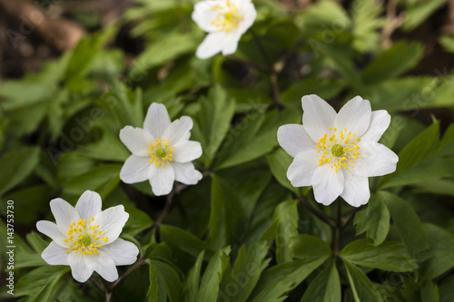 Anemone flower in nature.