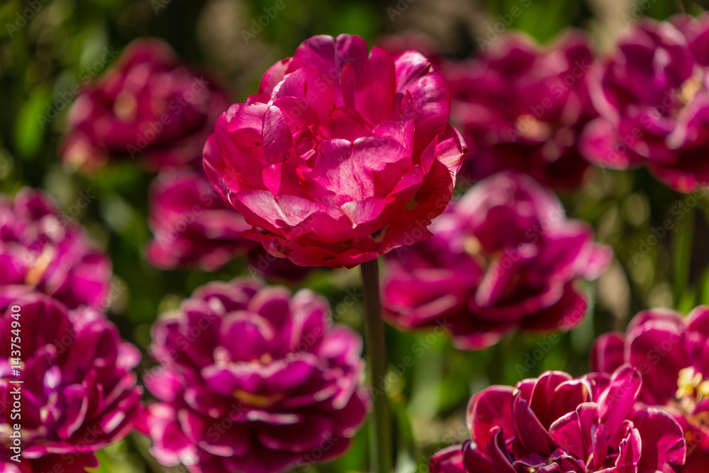 Tulip flowers grown in a garden.