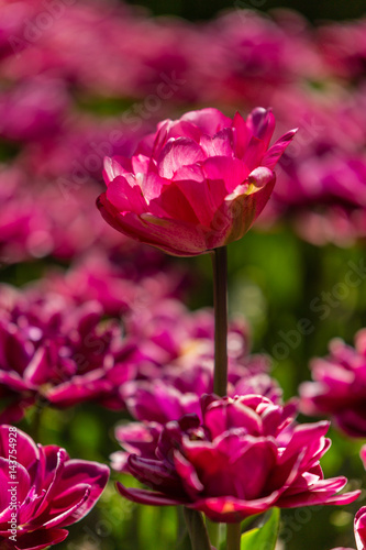 Tulip flowers grown in a garden. © josevgluis