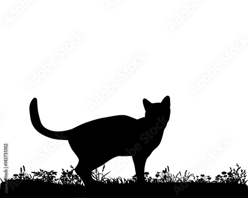 Photography Illustration, vector, silhouette cat on the grass