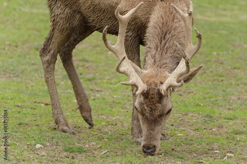 A young deer in a pasture