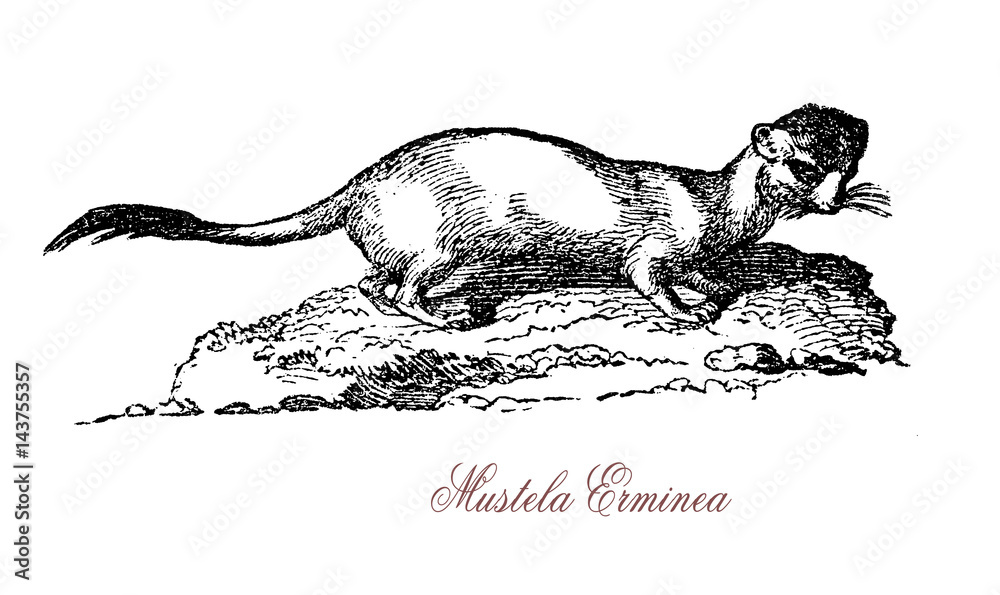 Obraz premium Mustela Erminea, also known as the short-tailed weasel, is a mammal of the genus Mustela of the family Mustelidae native to Eurasia and North America.