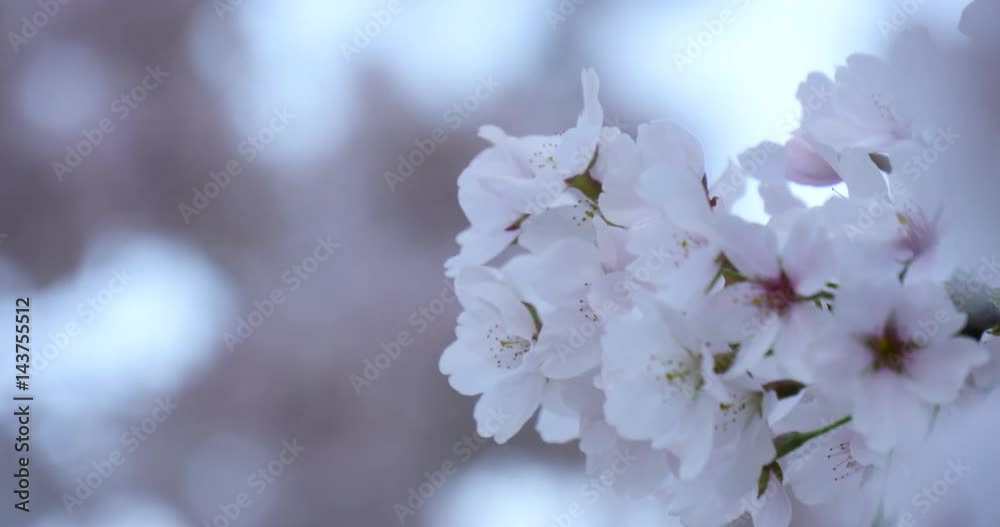 Swaying cherry blossoms at branch Swaying cherry blossoms at branch