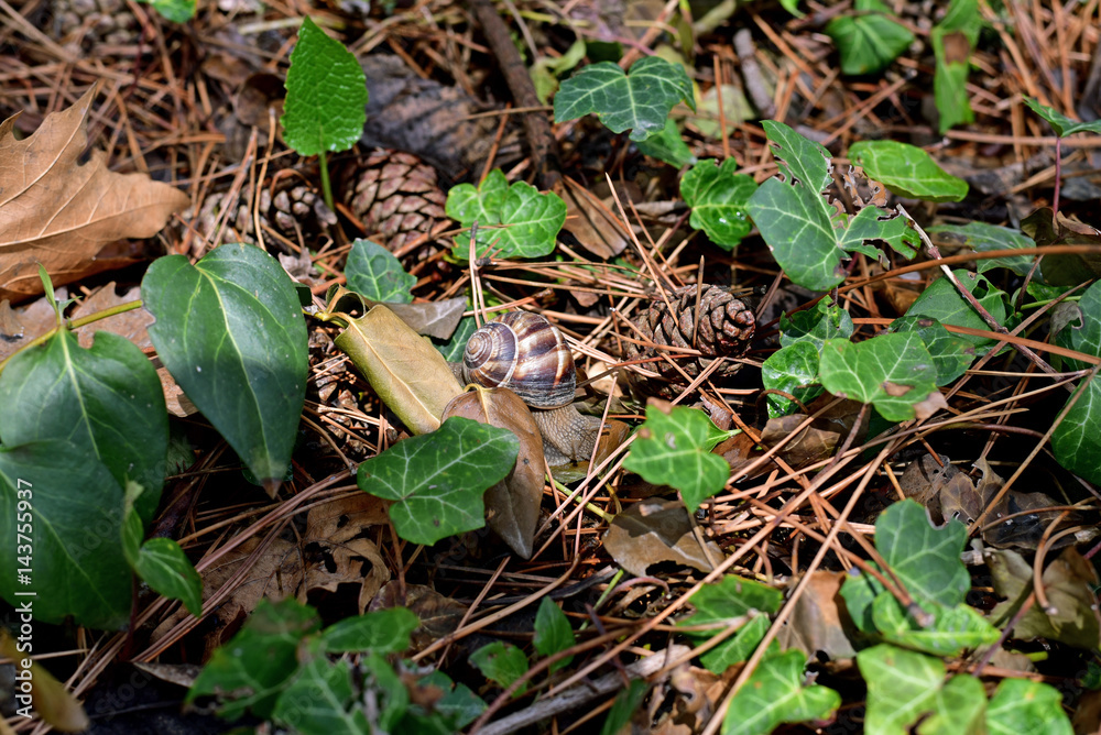 Fototapeta premium snail in forest after the rain at spring season in Turkey