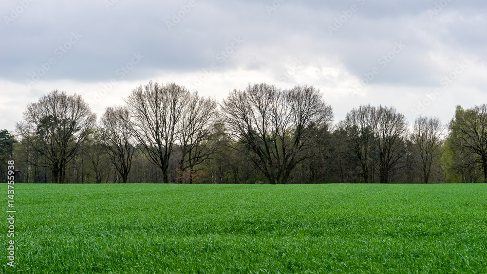 Rural landscape, meadow, forest and cloudy sky