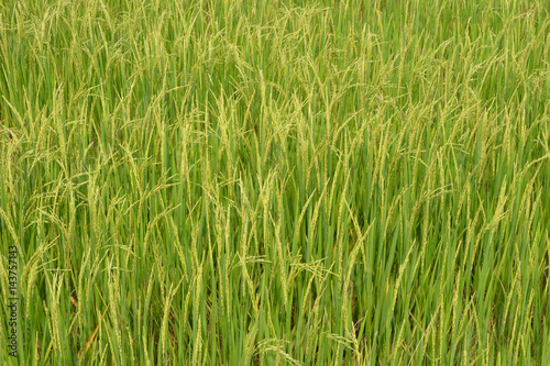Rice in the paddy for background.