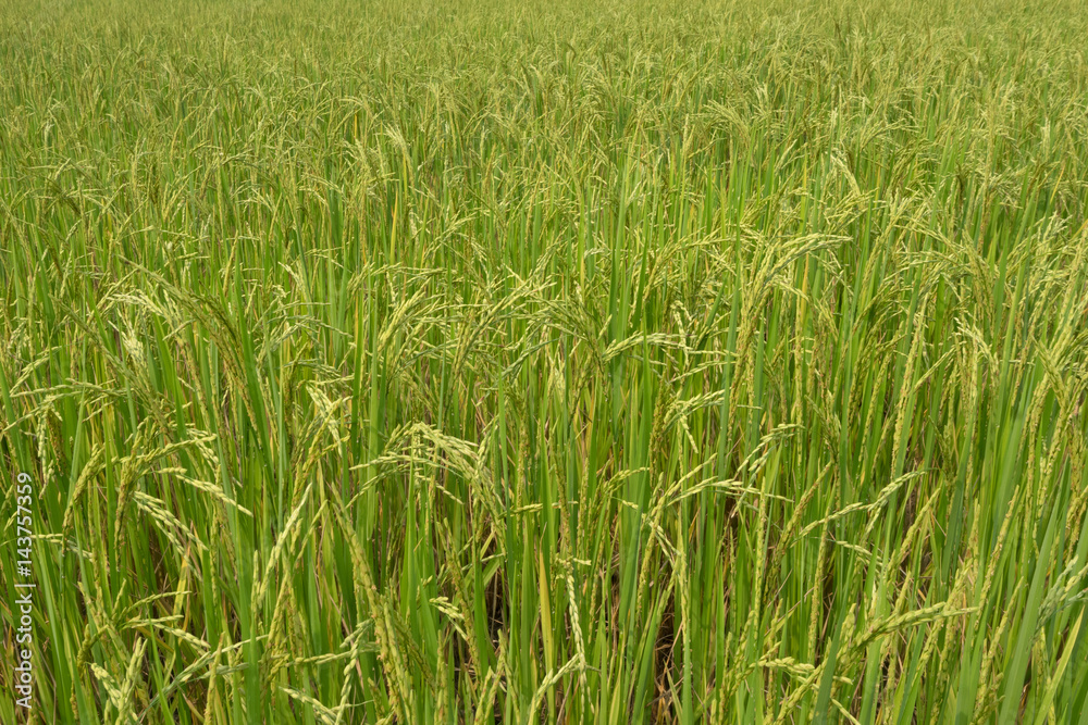 Obraz premium Rice in the paddy for background.