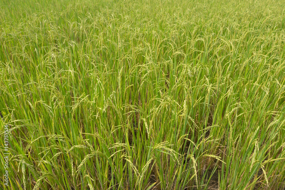 Rice in the paddy for background. Rice in the paddy for background.